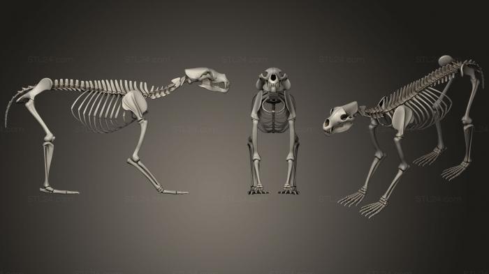 Anatomy of skeletons and skulls (Bear Skeleton, ANTM_0271) 3D models for cnc